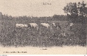 Cappellen. In de Weide