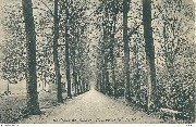 Environs de Namur. Avenue de la Plante