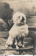 (Caniche assis sur un banc)