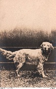 (chien de chasse épagneul?) (Barenne)