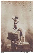 (fox-terrier blanc Fposant ) 