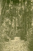 Uccle-Au Domaine de Wolvendael Ravin Partie de Forêt reliée autrefois à la forêt de Soignes