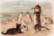 Chats sur la plage