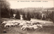 Environs de Bruxelles. Woluwe. Les moutons