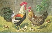 Coq et poule entourés de 5 poussins