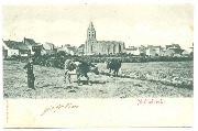 Middelkerke Deux vaches au pré,Eglise en arrière plan