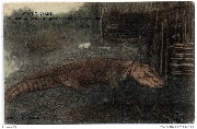 Congo Belge. Crocodile pris au piège (Tanganyka)
