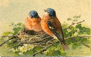 Oiseaux couple d'oiseaux au nid(rouge-gorge?)