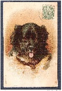 Tête de chien noir avec collier