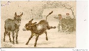Deux ânes recevant boule de neige
