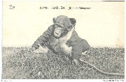 Anvers. - Jardin zoologique - Chimpanz�