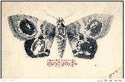 5. Papillon
