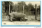 Anvers.Jardin Zoologique -Hippopotame.Antwerpen.Deirentuin-De Nijlpaarden