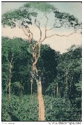 Congo Belge. Un géant de la forêt