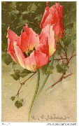 Kinder des Frühlings (tulipe perroquet)