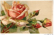 Roses roses