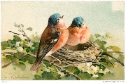 Oiseaux couple d'oiseaux au nid(rouge-gorge)?