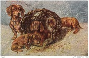 Teckel beige avec ses chiots jouant dans un panier d'osier