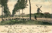 Bruges, Troupeau de Moutons - Font Kartoum - Colorized