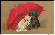 (chat blanc et teckel sous un parapluie rouge)