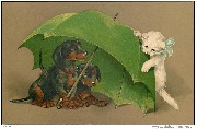 (chat blanc regardant 2 teckels sous un parapluie vert)