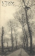 1914-18.  Ruines de Dixmude. Poste d'Observation dans les Arbres── Ruines of Dixmude. An Observation Post in the trees