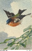 (mésange à tête bleue)