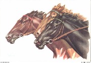 Têtes de 3 chevaux courants