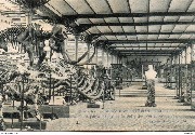 Bruxelles Musée Royal d Histoire naturelle Vue de la partie droite de la Salle des Vertébrés Belges