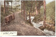 Stavelot. Le Hottonruy vers le moulin de Ruy