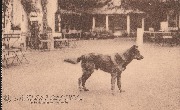 Spa. G.Q.G. Allemand - LUX, le chien de garde de l'ex Kaiser pris en 1918