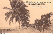 Avenue des Cocotiers le long de l'Océan Laan met kokosbomen langs de Oceaan