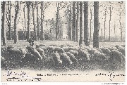 Eeckeren. Kudde in den beemd - Le troupeau dans le pré