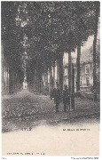 Ternath, la drève du Château Ternath, la drève du Château