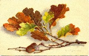 Branche de feuilles de ch&ecirc;ne et glands