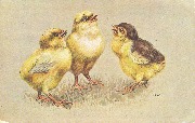 Trois poussins pépiant Trois poussins pépiant
