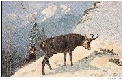 (Deux chamois en haute montagne)