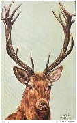 (T&ecirc;te de cerf)