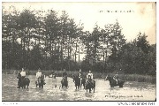 Camp de Beverloo. Les Chevaux au Bain