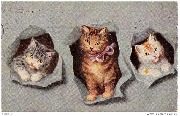 Trois chatons apparaissant dans la carte postale trou&eacute;e
