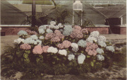 Laken. Grand Etablissement d'Horticulture, L.J. Draps-Dom, 176 rue M&eacute;dori. Laeken-Bruxelles. T&eacute;l&eacute;phone 3103. ''Un groupe d'Hortensia''