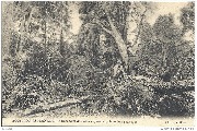 Bouillon-Esplanade Enl&egrave;vement des arbres apr&egrave;s le cyclone du 9 ao&ucirc;t 1905