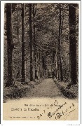 Une drève à la forêt de Soignes Une drève à la forêt de Soignes