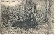 Congo Belge . Belgisch-Congo Antilope cheval. Paardantilope