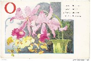 O: Orchidées, Orchids, Orchideen, Orchideken O: Orchidées, Orchids, Orchideen, Orchideken