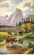 (vaches dans la montagne, pr&egrave;s d'une mare)