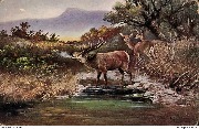(grand cerf bramant)