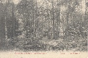 Vall&eacute;e de la Ho&euml;gne (Sart-lez-Spa) - Sous bois et Aubette