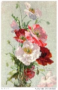 (Pavots blancs, roses et rouges)