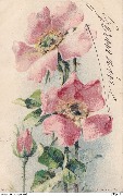 (Roses)